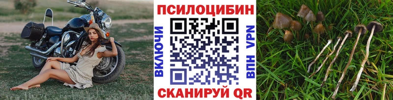 Галлюциногенные грибы Psilocybe  купить наркоту  Троицк 